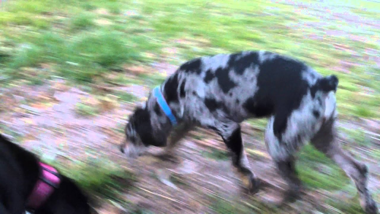 American Leopard Hound Pups in HD - YouTube