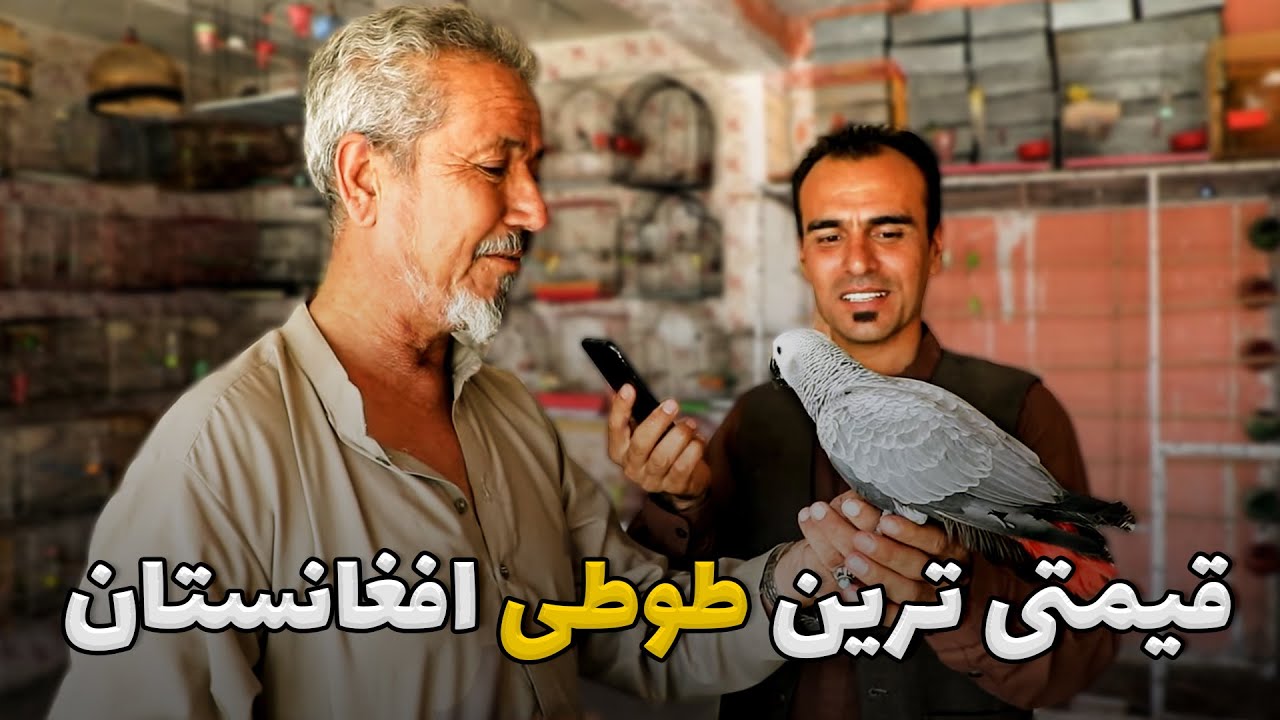 بخاطر یک طوطی ای که حرف بزند حاضر هستید چقدر پول بدهید؟