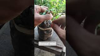 mentaos mini #bonsai #bonsaitree #bonsaisancang #inspirasibonsai #garden #fyp #bonsaimini