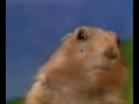 Dramatic Chipmunk Slap