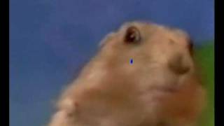 Dramatic Chipmunk Slap