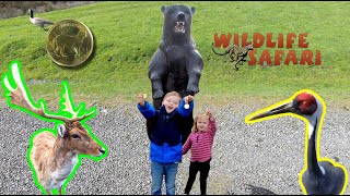 CHEETAHS, LIONS, and BEARS, OH MY! at Wildlife Safari