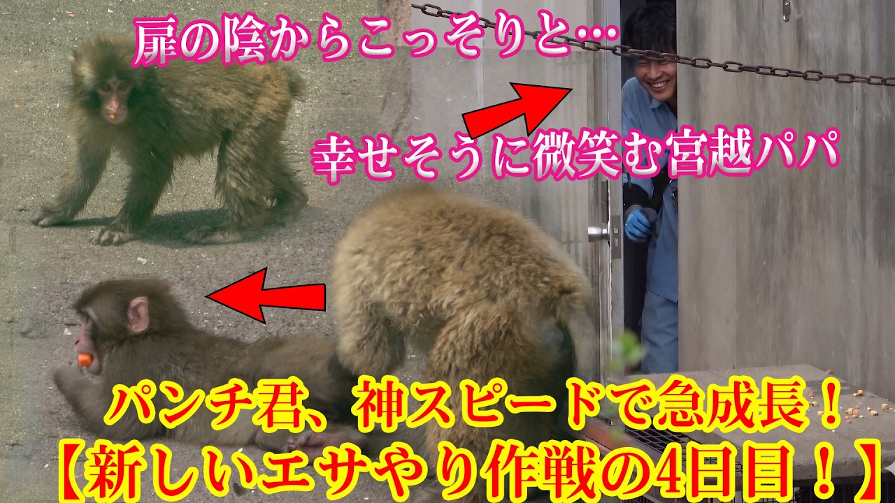 パンチくん 🐵【新しいエサやり作戦の4日目！】パンチ君、急成長を遂げ