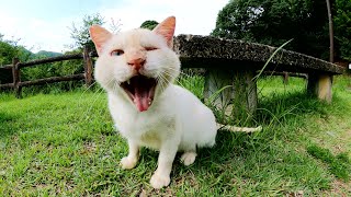 片目を失ったボス猫が新入りの茶トラ猫を追い払って甘えてきた