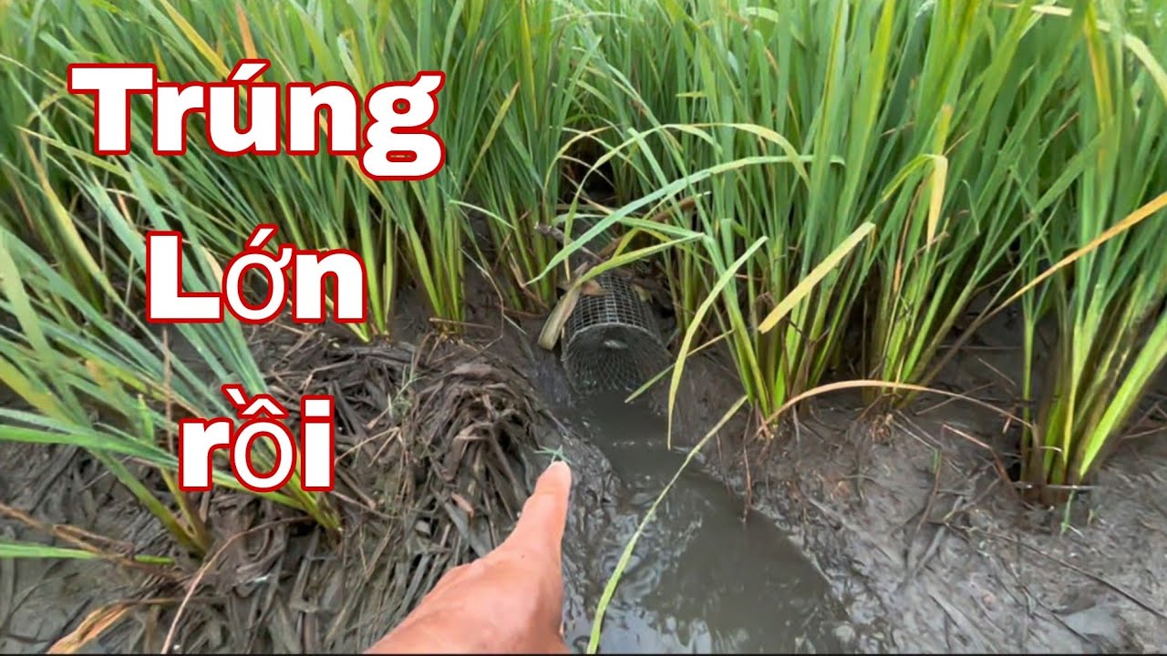 Cách Đặt Lọp Ếch Cải Tiến: Dính 100% ✓ Toàn Ếch Chúa