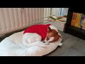 Lilibeth sleeping in her Christmas sweater, listening to Christmas songs