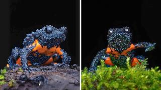 Galaxy Frog 🐸 The COSMIC Looking Frog!