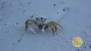 Beach Video VIC3001 Module 3