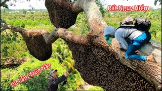 #1160. NGUY H.I.ỂM Cây Sao 6 Tổ Ong Mật Hãi Hùng. CONQUER the Star Tree with 6 Huge Honey Bee Nests