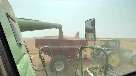Unloading into the grain cart.