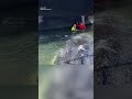 Buckelwal Timmy: Sollte er die Barge im Skagerrak jetzt verlassen?#deutschlandaktuell