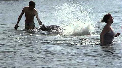 Doolin dolphin angry..avi