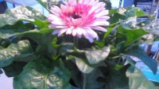 紫のガーベラってどの種類