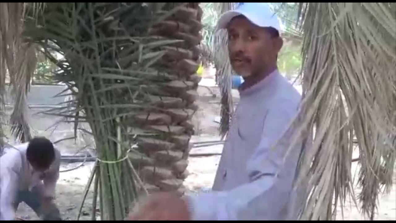 2قلع فسايل النخيل