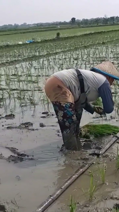 jarak tanam padi yang benar #shorts #pemandangan #sawah