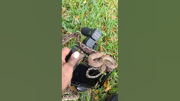 Amazon Tree boa handling tips and tricks.‼️💯
