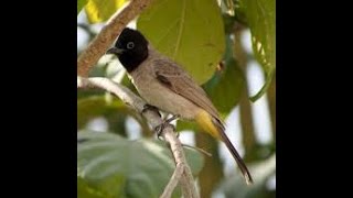 White spectacled bulbul sound / صوت  البلبل