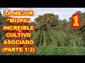 ASOCIACIÓN PERFECTA✅ el MEJOR resultado, MILPA 2021 MONTONES  de ALIMENTO  (PARTE 1/3)