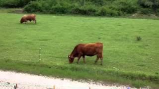 Chalabre 3 when good cows go bad