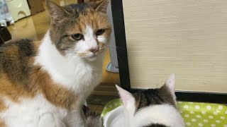 こちら猫水飲み研修会第一会場です。