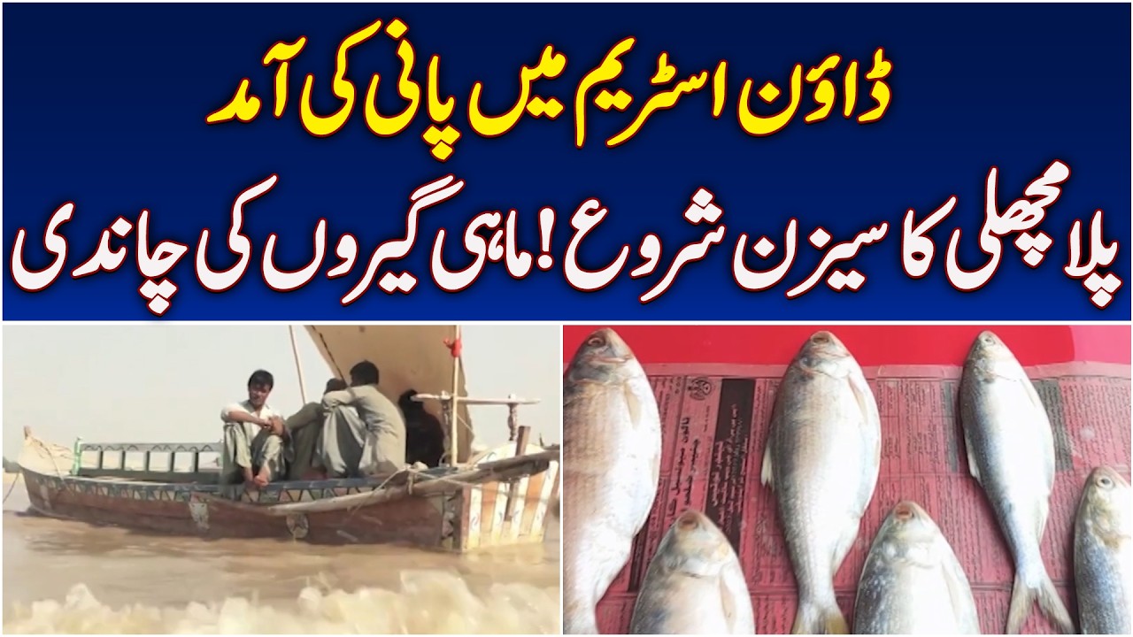 Palla Fish Season | Indus River | Sindh Speciality | Fishermen Busy - Aaj News