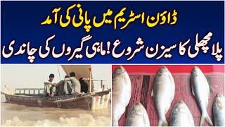 Palla Fish Season | Indus River | Sindh Speciality | Fishermen Busy - Aaj News