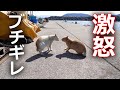 【大乱闘】野良猫たちのケンカ勃発！その結果…