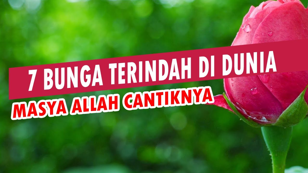 Masya Allah Cantiknya Ini Dia 7 Bunga Terindah Di Dunia Selayaknya Permasuri Yang Turun Dari Awan Youtube