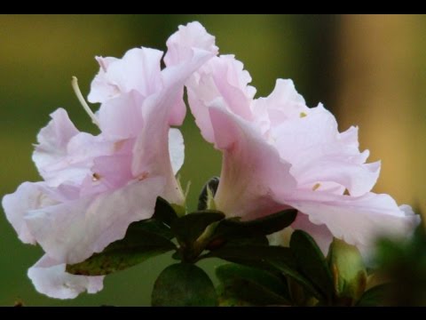 COMO PLANTAR AZALÉIA(AZALEA) /Série - Minhas Flores - thptnganamst.edu.vn