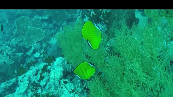 OpenWaterDivingK...