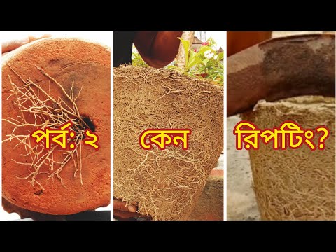 কিভাবে একটি গাছকে সঠিক পদ্ধতিতে রিপটিং করতে হয়? পর্ব-২. How To Repotting a Plant Correctly? Part-2.