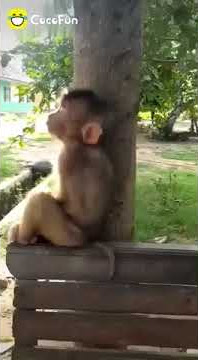 STORY WA Monyet ngantuk berat