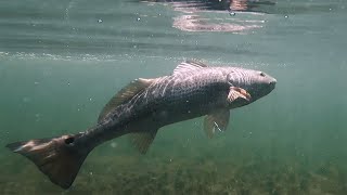 Reel Animals -  Crystal River Redfish