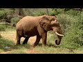 Практическое мультимедийное пособие «Карнавал животных»( К.Сен-Санс) Слон видео