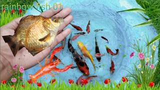 Serok Ikan Hias, Ikan Warna Warni Dalam Kolam, Ikan Mas Koki, Ikan Koi,  Ikan Cupang #04