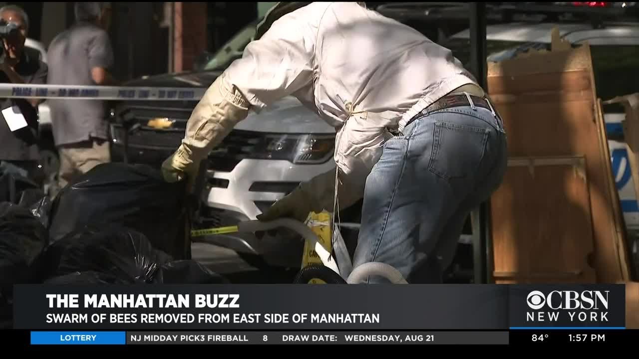 cbs new york weather Swarm Of Bees Removed On East Side
