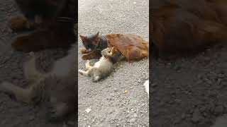 The Mother Cat & Her Kittens Are Very Sleepy