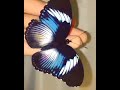الاكليل الزرقاء فراشه نادره