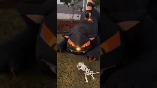 🎃 Giant animated inflatable cat Halloween yard decoration