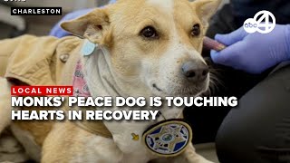 Peace Dog Alokas Journey To Recovery Touches Hearts After Successful Surgery