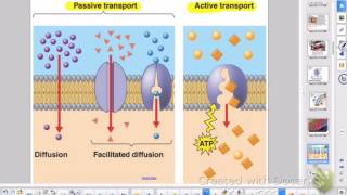 APBio Ch 5 Review: Membranes
