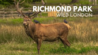 Wildlife of Richmond Park | Wild London