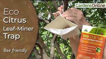 Citrus Leaf Miner Trap