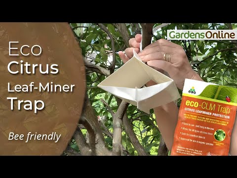 Video: Signs Of Citrus Leaf Miners - Managing Citrella Leaf Miners In The Garden