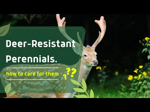 فيديو: البستنة المقاومة للغزلان: تعرف على كيفية إنشاء حديقة مقاومة للغزلان