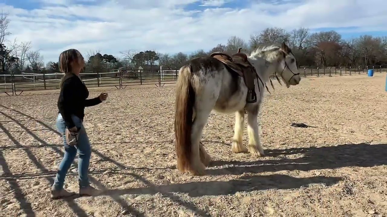 Teaching a 3 Year-Old Gypsy Vanner to Backup at Liberty 