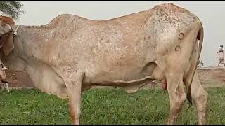 خوبصورت گائے اور بچھڑا برائے فروختshort #cowfarming#