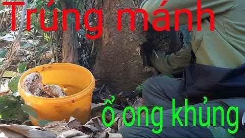 Bắt ong rừng trong gốc cây cổ thụ. Trúng tổ ong mật khủng nhất. Nguyễn Cường TV