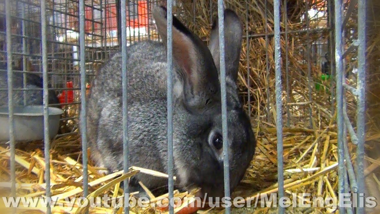 Lapin Grand Chinchilla - Giant Chinchilla Rabbit - Großchinchilla