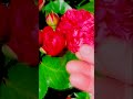 Флорибунда Сангрия Rose Sangria